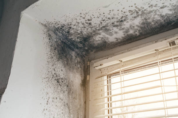 Affordable Crawl Space Mold Removal solutions in Rocky Mount, NC